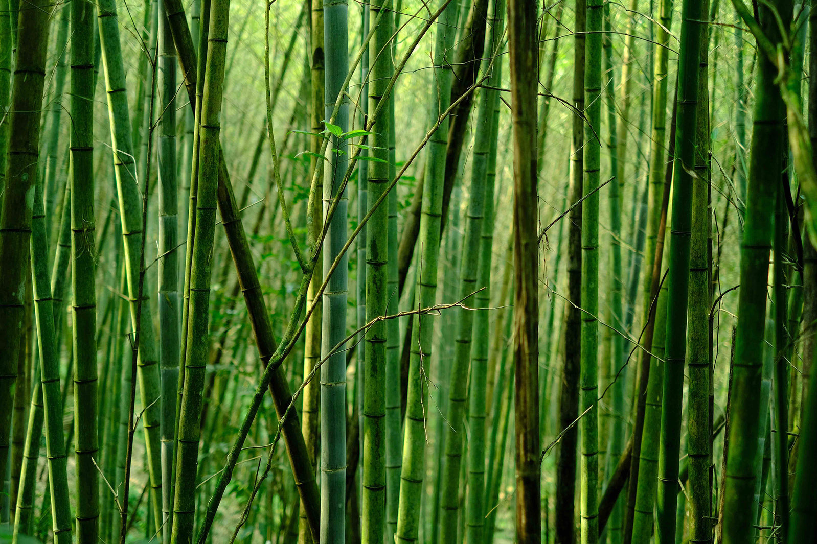 The Truth About Bamboo